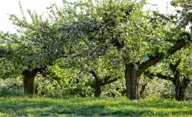 Valoración de Fincas Rústicas